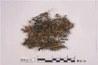 藏品(鬚梅花衣)的圖片
